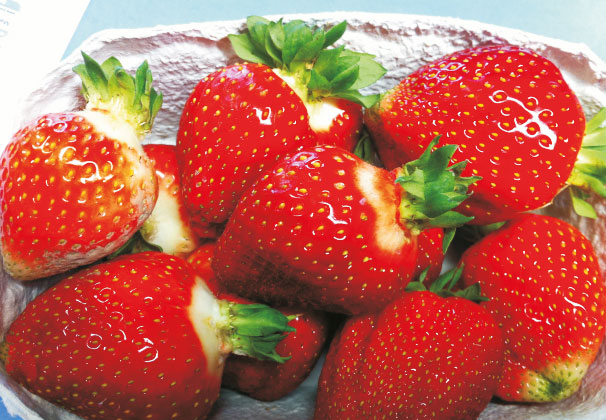 Erdbeeren - frühe Sorten